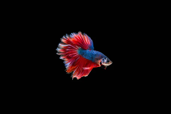 Beautiful Colorful Siamese Betta Fish — Stock Photo, Image