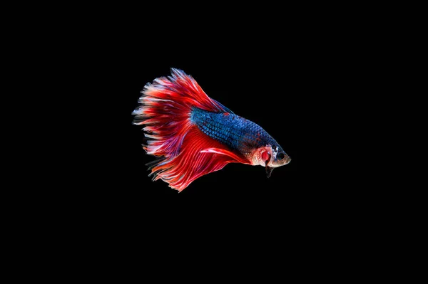 Belo Colorido Peixe Betta Siamês — Fotografia de Stock