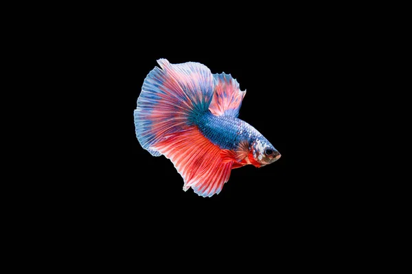 Belo Colorido Peixe Betta Siamês — Fotografia de Stock