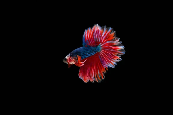 Красивий Барвистий Сиамської Риби Бета — стокове фото