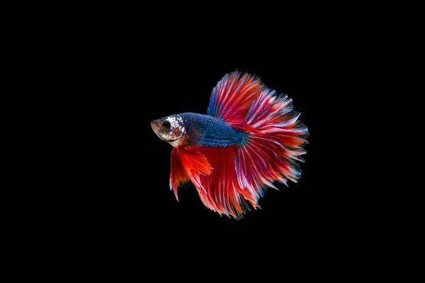 Belo Colorido Peixe Betta Siamês — Fotografia de Stock