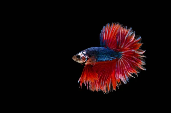 Belo Colorido Peixe Betta Siamês — Fotografia de Stock