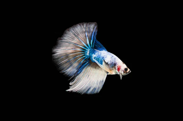 Siyam Beta Balığı Dolu Güzel Bir Renk — Stok fotoğraf