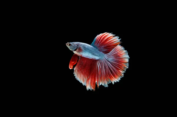 Belo Colorido Peixe Betta Siamês — Fotografia de Stock