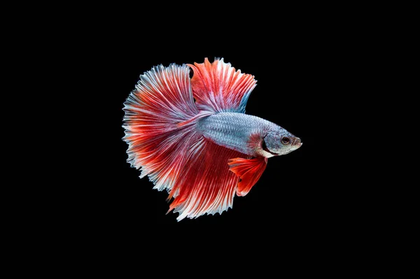 Prachtige Kleurrijke Siamese Betta Vis — Stockfoto