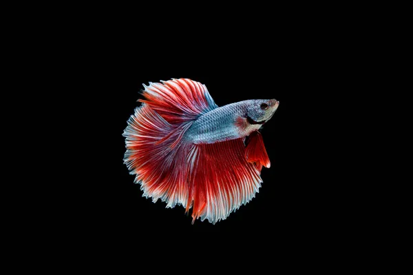 Belo Colorido Peixe Betta Siamês — Fotografia de Stock