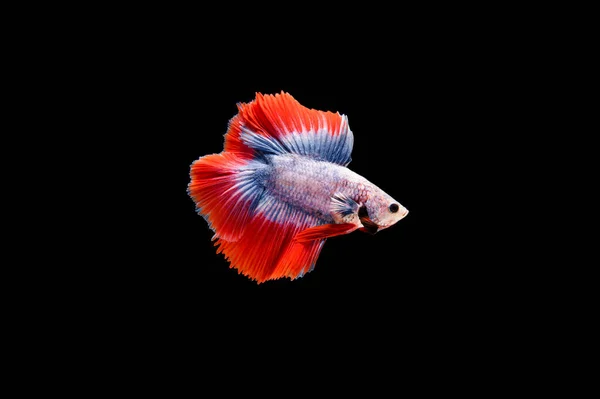 Hermoso Colorido Pez Betta Siamés — Foto de Stock