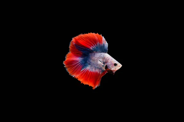 Bella Colorata Pesce Betta Siamese — Foto Stock