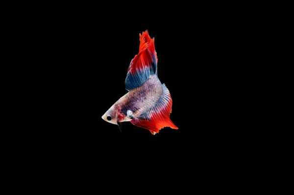 Beautiful Colorful Siamese Betta Fish — Stock Photo, Image