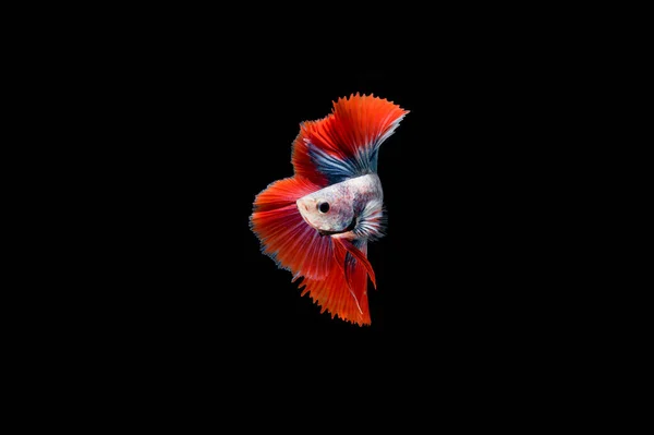 Beau Coloré Poisson Betta Siamois — Photo