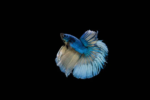 Hermoso Colorido Pez Betta Siamés — Foto de Stock