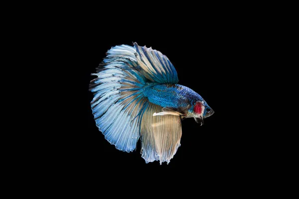 Prachtige Kleurrijke Siamese Betta Vis — Stockfoto