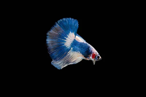 Belo Colorido Peixe Betta Siamês — Fotografia de Stock