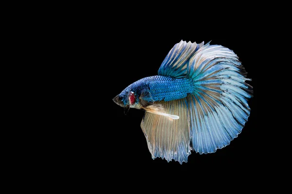 Belo Colorido Peixe Betta Siamês — Fotografia de Stock