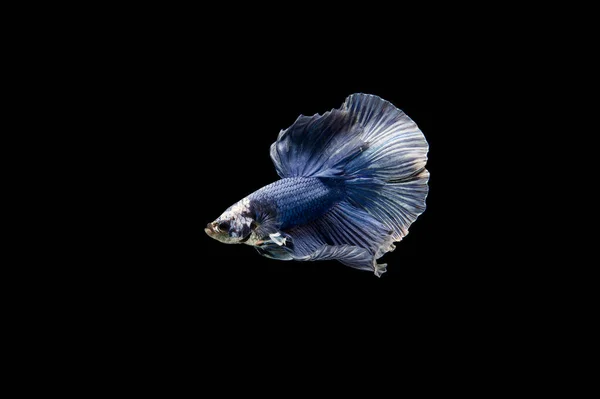 Prachtige Kleurrijke Siamese Betta Vis — Stockfoto