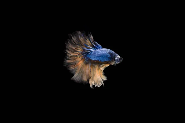 Bella Colorata Pesce Betta Siamese — Foto Stock