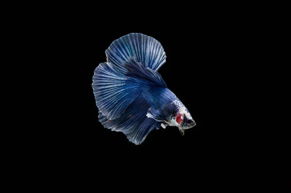 Beau Coloré Poisson Betta Siamois — Photo