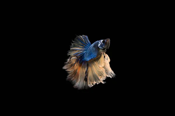 Prachtige Kleurrijke Siamese Betta Vis — Stockfoto