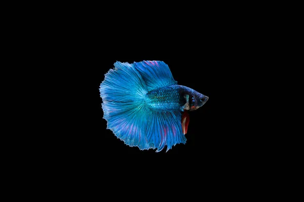 Beautiful Colorful Siamese Betta Fish — Stock Photo, Image