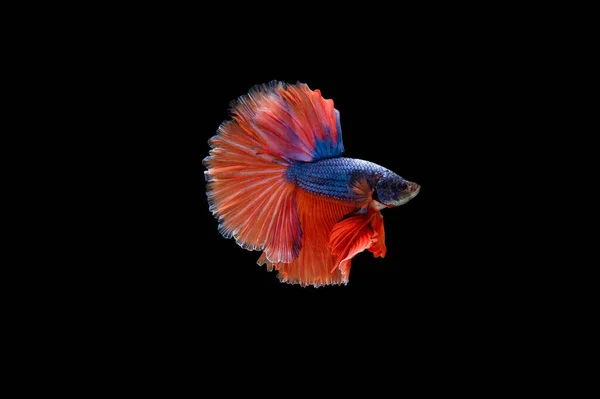 Όμορφη Πολύχρωμη Σιαμαία Betta Ψάρια — Φωτογραφία Αρχείου