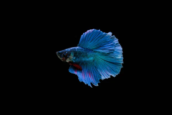 Belo Colorido Peixe Betta Siamês — Fotografia de Stock