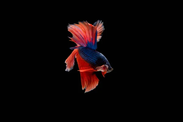 Schöne Bunte Siamesische Beta Fische — Stockfoto