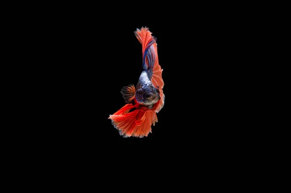 Όμορφη Πολύχρωμη Σιαμαία Betta Ψάρια — Φωτογραφία Αρχείου