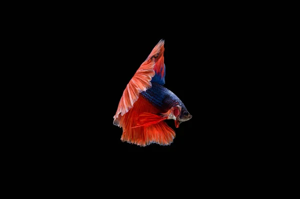 Beau Coloré Poisson Betta Siamois — Photo