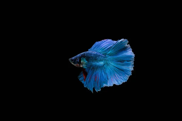 Schöne Bunte Siamesische Beta Fische — Stockfoto