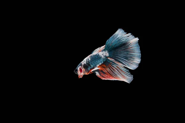 Belo Colorido Peixe Betta Siamês — Fotografia de Stock