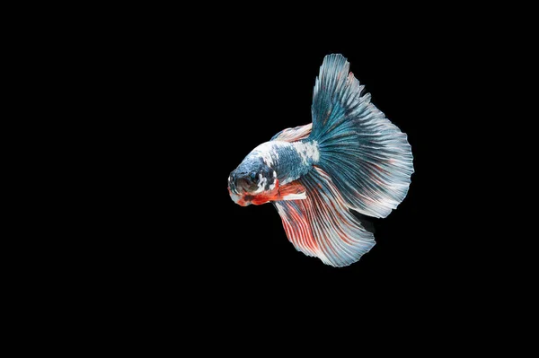 Bella Colorata Pesce Betta Siamese — Foto Stock