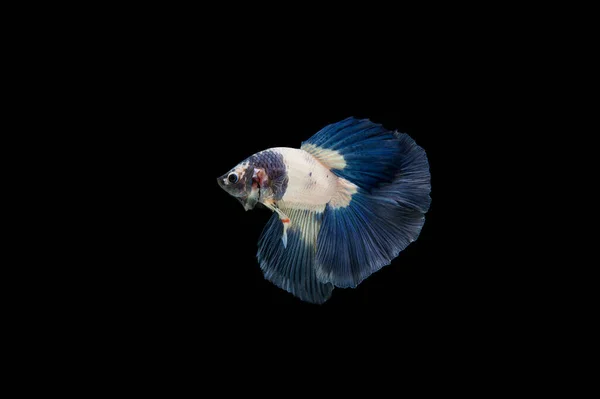 Siyam Beta Balığı Dolu Güzel Bir Renk — Stok fotoğraf