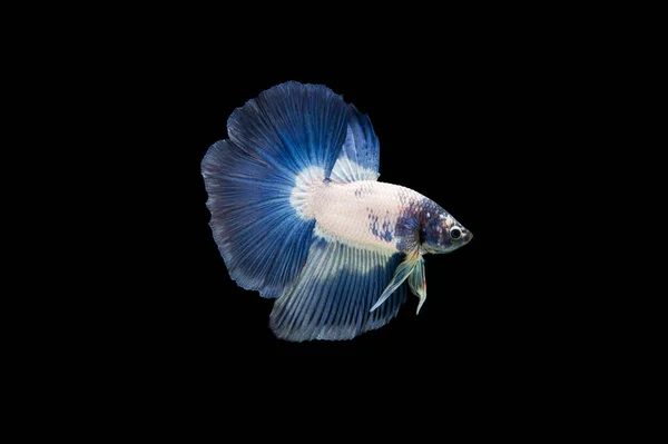 Hermoso Colorido Pez Betta Siamés —  Fotos de Stock