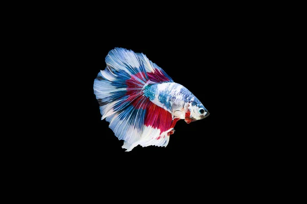 Prachtige Kleurrijke Siamese Betta Vis — Stockfoto