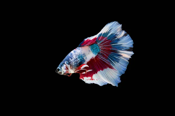 Belo Colorido Peixe Betta Siamês — Fotografia de Stock