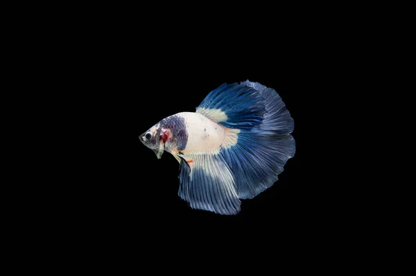 Belo Colorido Peixe Betta Siamês — Fotografia de Stock