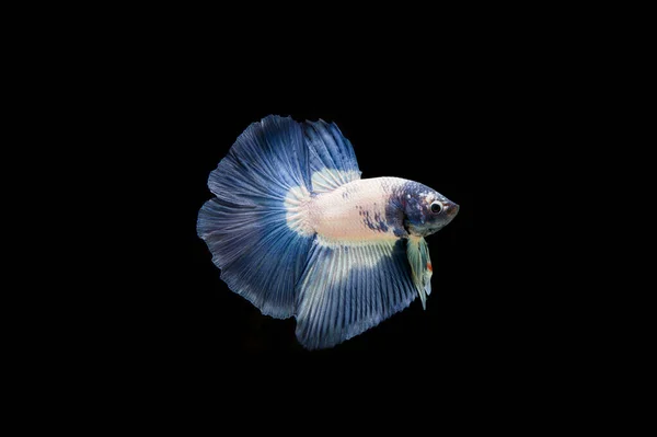 Prachtige Kleurrijke Siamese Betta Vis — Stockfoto