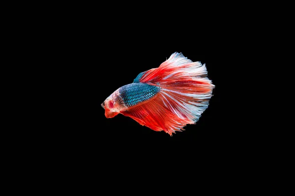 Belo Colorido Peixe Betta Siamês — Fotografia de Stock