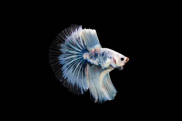 Belo Colorido Peixe Betta Siamês — Fotografia de Stock