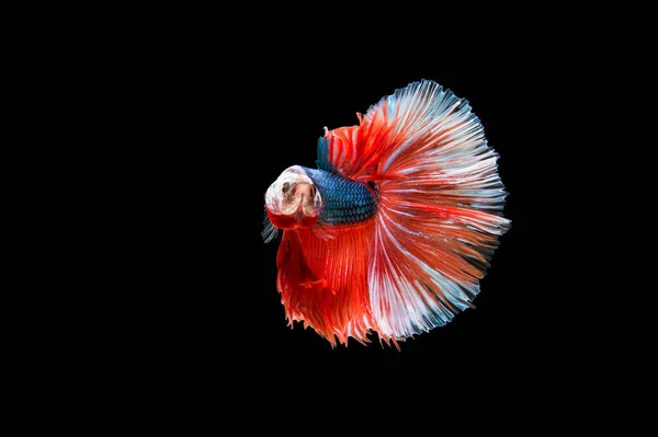 Belo Colorido Peixe Betta Siamês — Fotografia de Stock