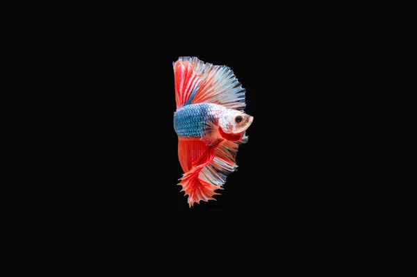 Belo Colorido Peixe Betta Siamês — Fotografia de Stock