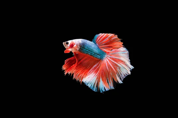 Beautiful Colorful Siamese Betta Fish — Stock Photo, Image