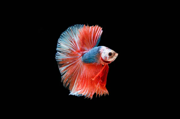 Prachtige Kleurrijke Siamese Betta Vis — Stockfoto