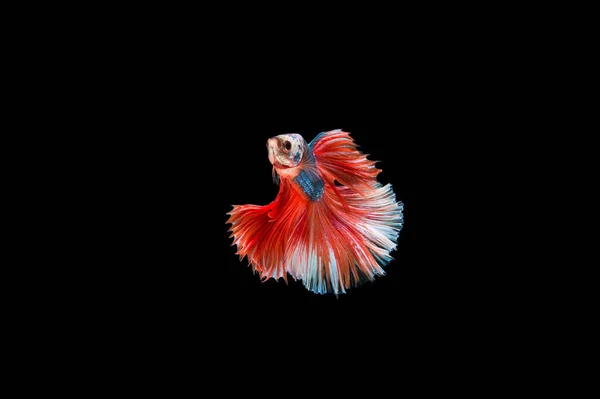 Prachtige Kleurrijke Siamese Betta Vis — Stockfoto