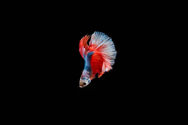 Belo Colorido Peixe Betta Siamês — Fotografia de Stock