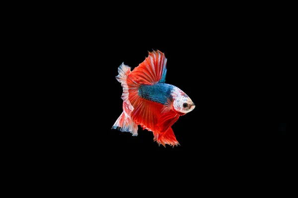 Beau Coloré Poisson Betta Siamois — Photo