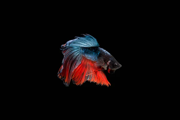 Prachtige Kleurrijke Siamese Betta Vis — Stockfoto