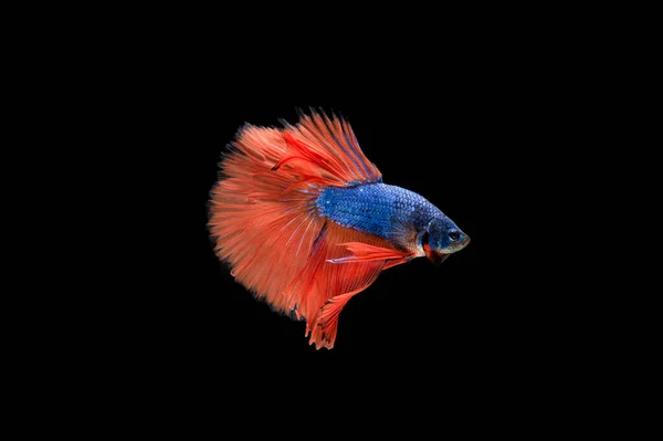 Vackra Färgglada Siamesiska Betta Fisk — Stockfoto