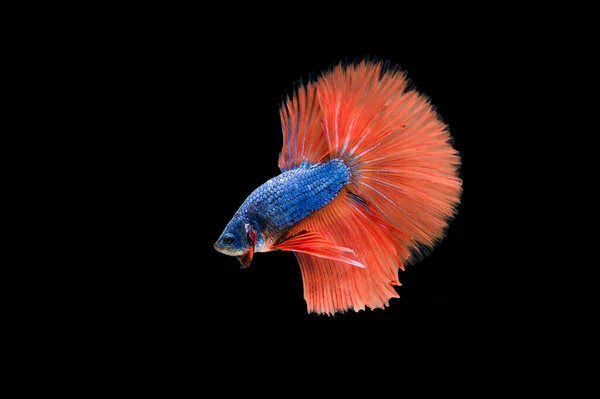 Belo Colorido Peixe Betta Siamês — Fotografia de Stock