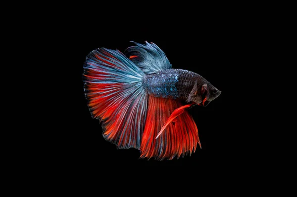 Belo Colorido Peixe Betta Siamês — Fotografia de Stock